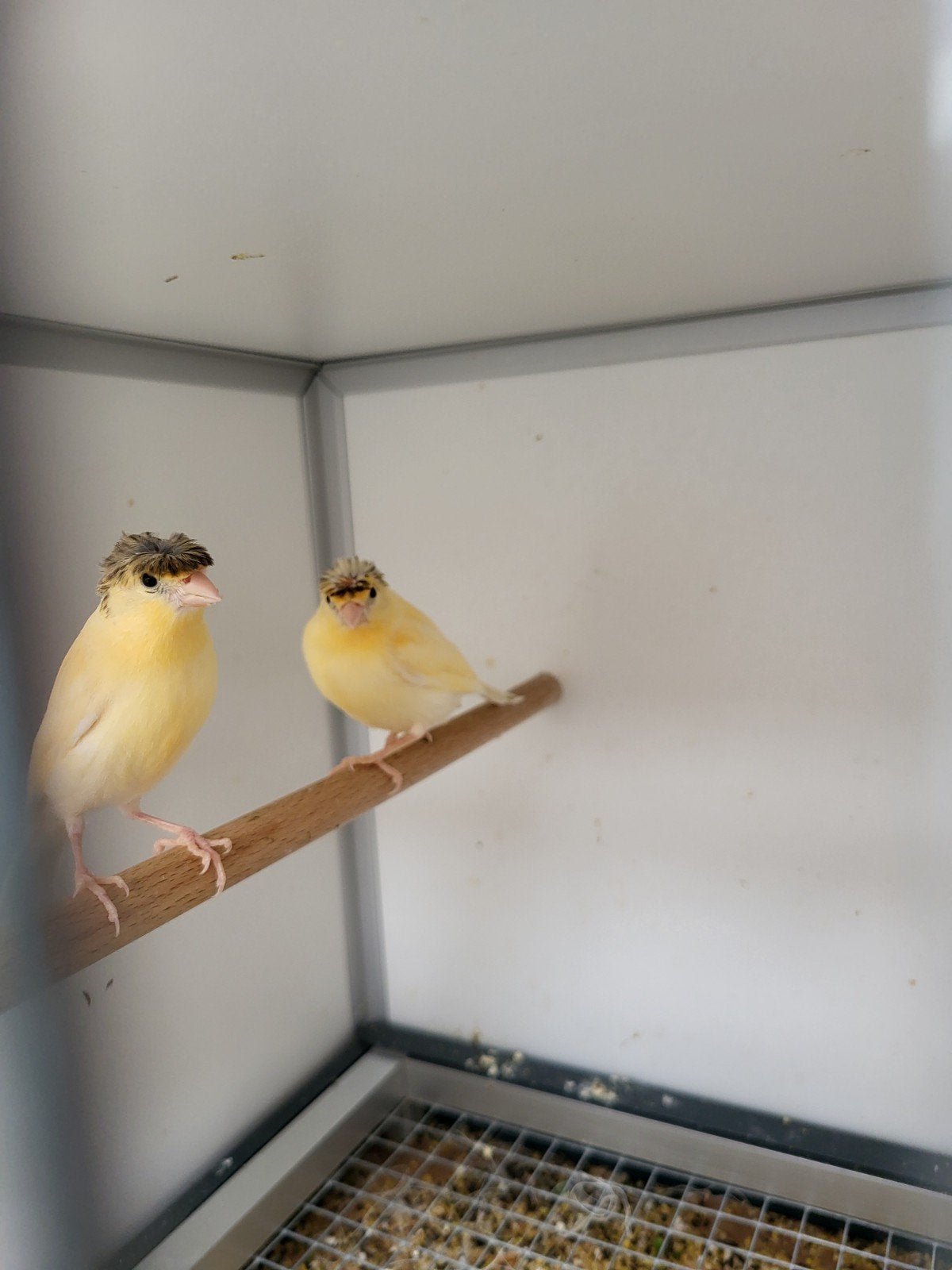 Kanaries harlekijn jonge, Meerdere dieren, Kleurkanarie