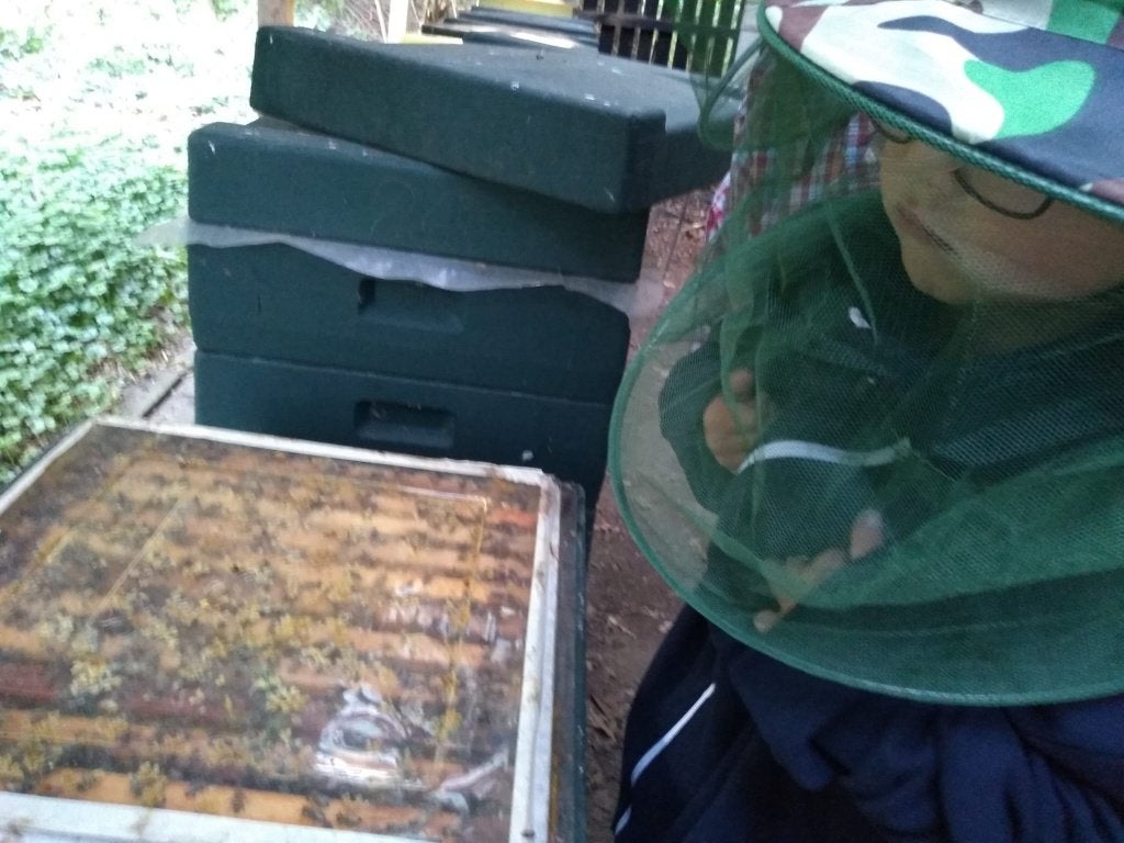 Bijenvolk te koop, Dieren en Toebehoren, Insecten en Spinnen, Bijen