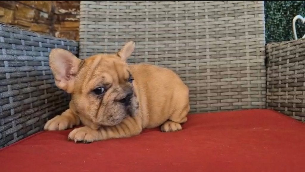 Bulldog franse, big rop, roop merle female, Fokker | Hobbymatig, 8 tot 15 weken, Buitenland, Teef
