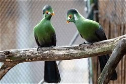 kweekkoppel witwang toerako's, Meerdere dieren, Tropenvogel, Geringd