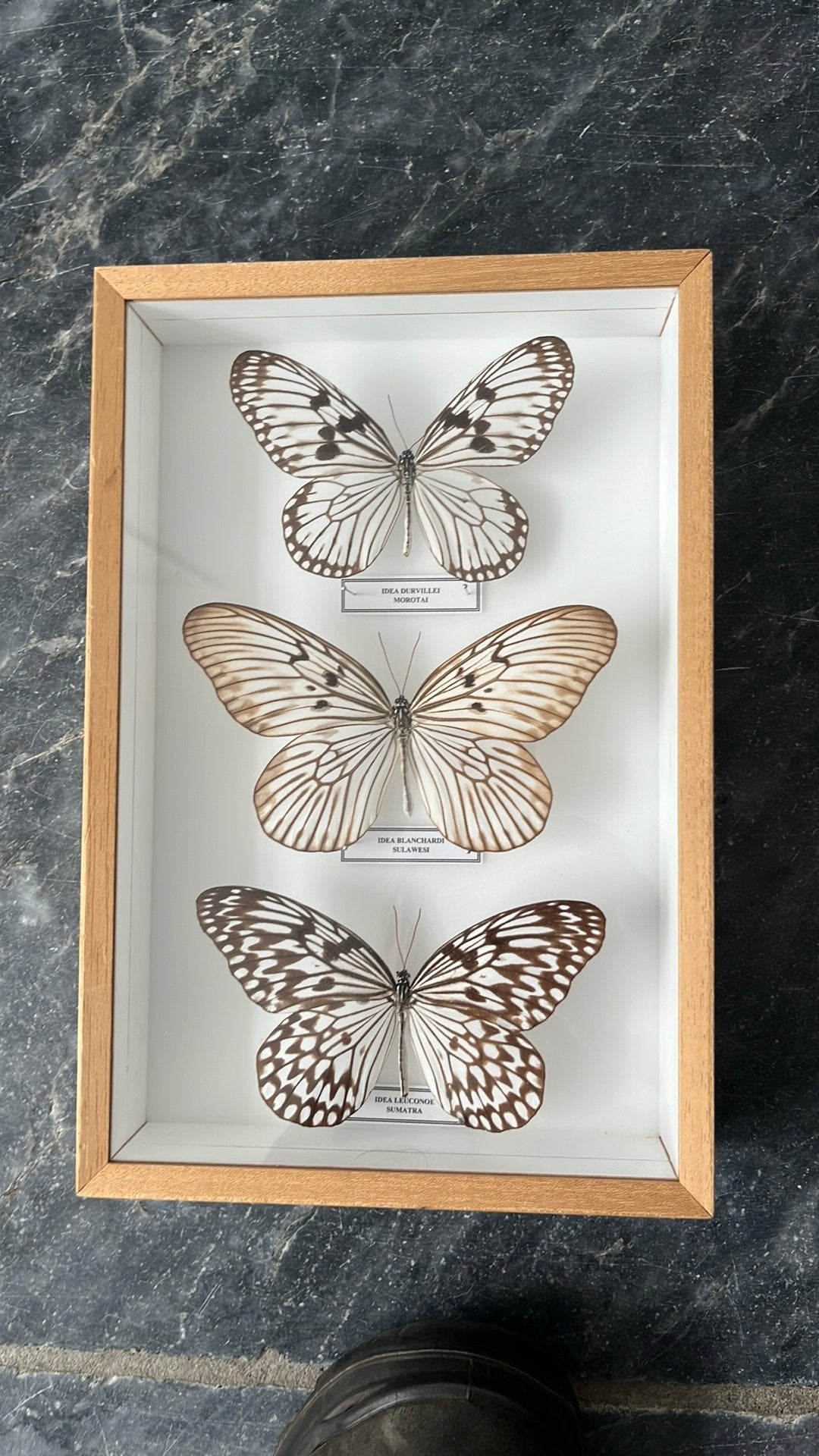 Vlinders, Ophalen, Zo goed als nieuw, Insect, Opgezet dier