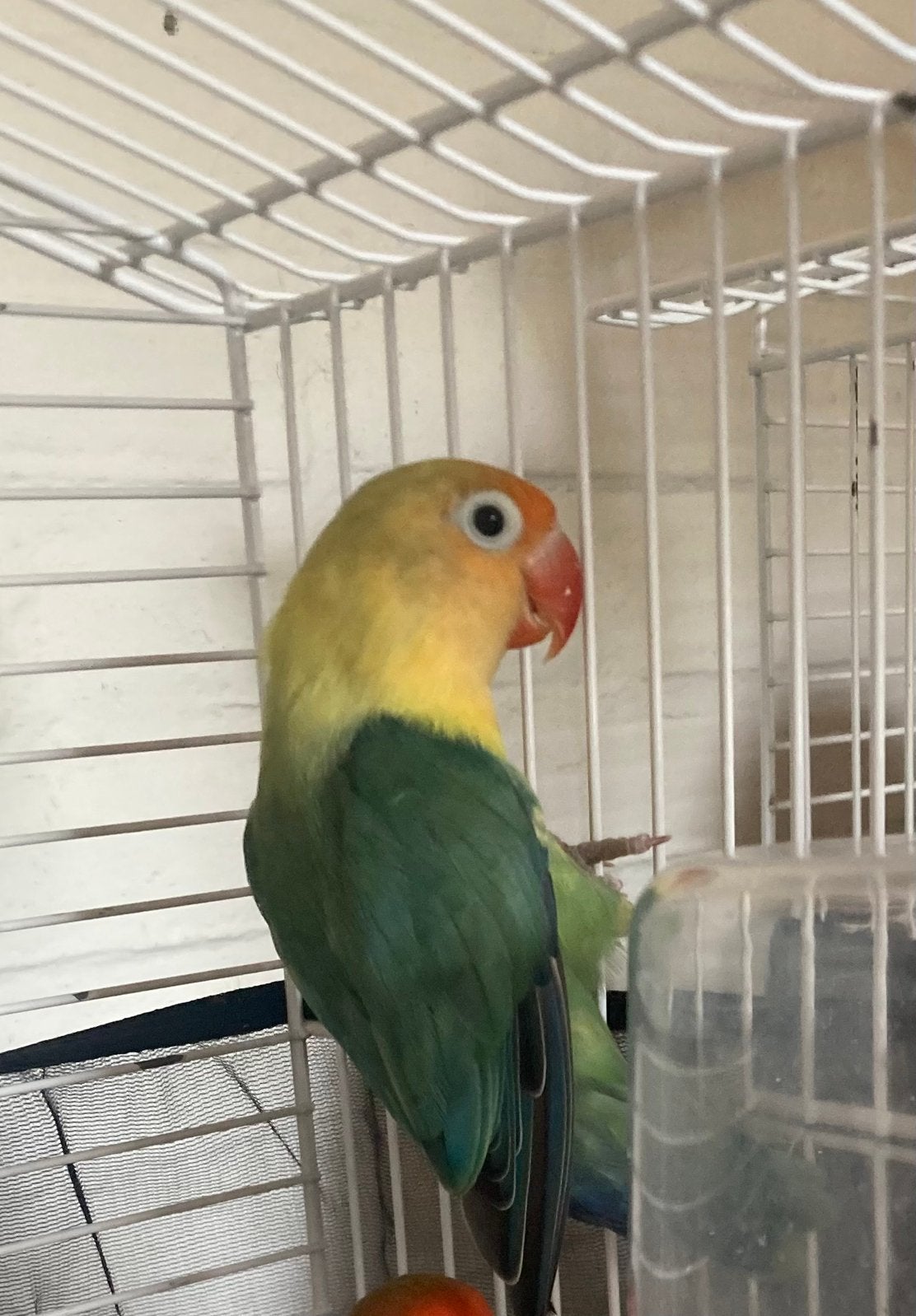 Agapornis fischeri pop, Geslacht onbekend, Dwergpapegaai of Agapornis, Tam