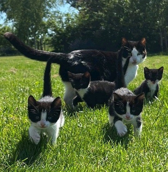 Lieve speelse kittens, Dieren en Toebehoren, Katten en Kittens | Raskatten | Korthaar, Meerdere dieren, Ontwormd
