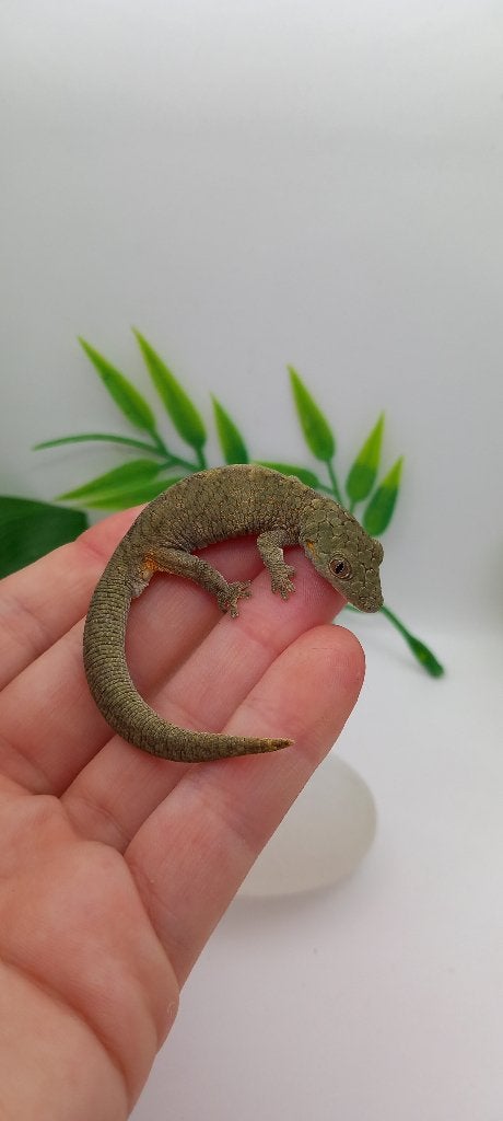 F2 Eurydactylodes Occidentalis man, Hagedis, Tam, 3 tot 6 jaar