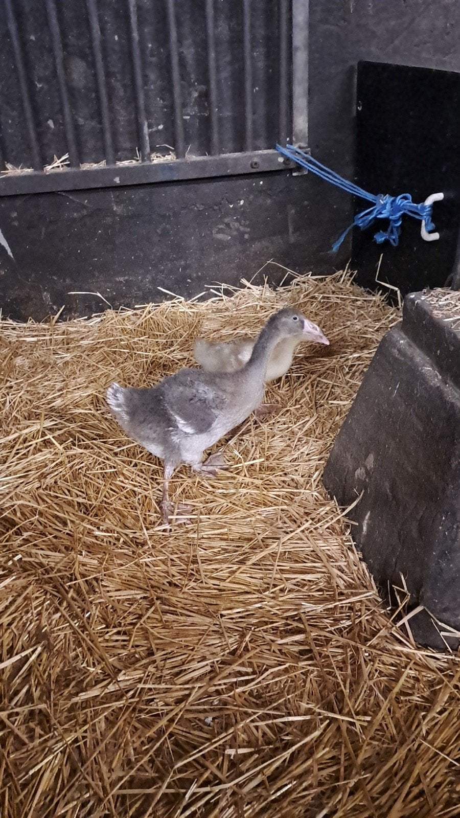 jonge gansjes, Dieren en Toebehoren, Geslacht onbekend, Gans of Zwaan