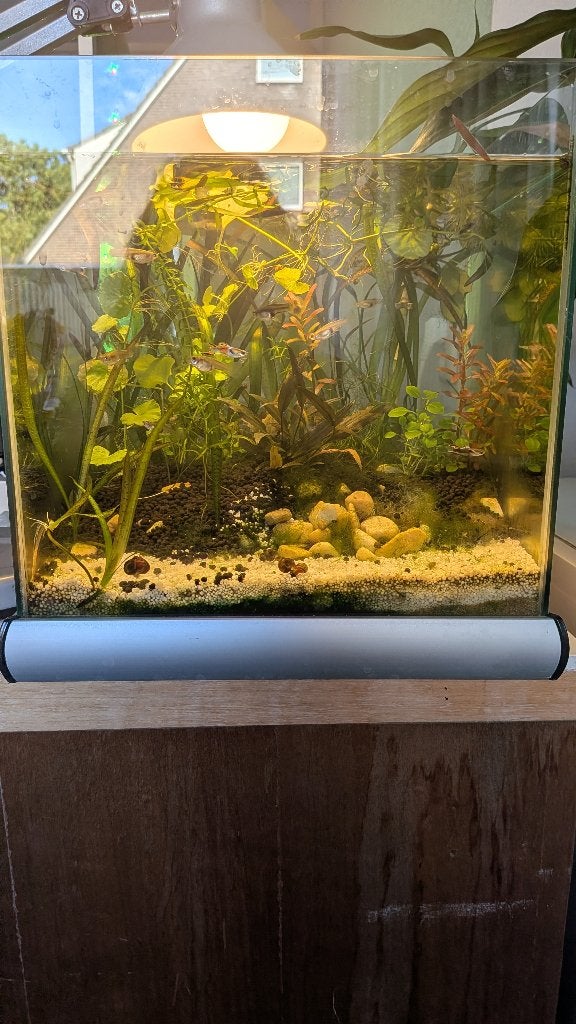 Aquarium, Ophalen, Inclusief toebehoren, Gebruikt, Gevuld zoetwateraquarium
