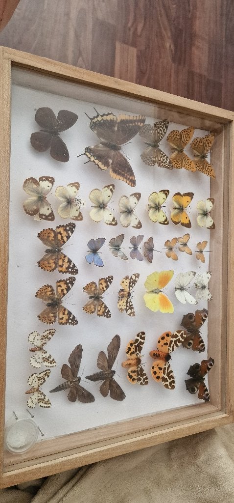 Opgezette vlinders, Ophalen of Verzenden, Zo goed als nieuw, Insect, Opgezet dier