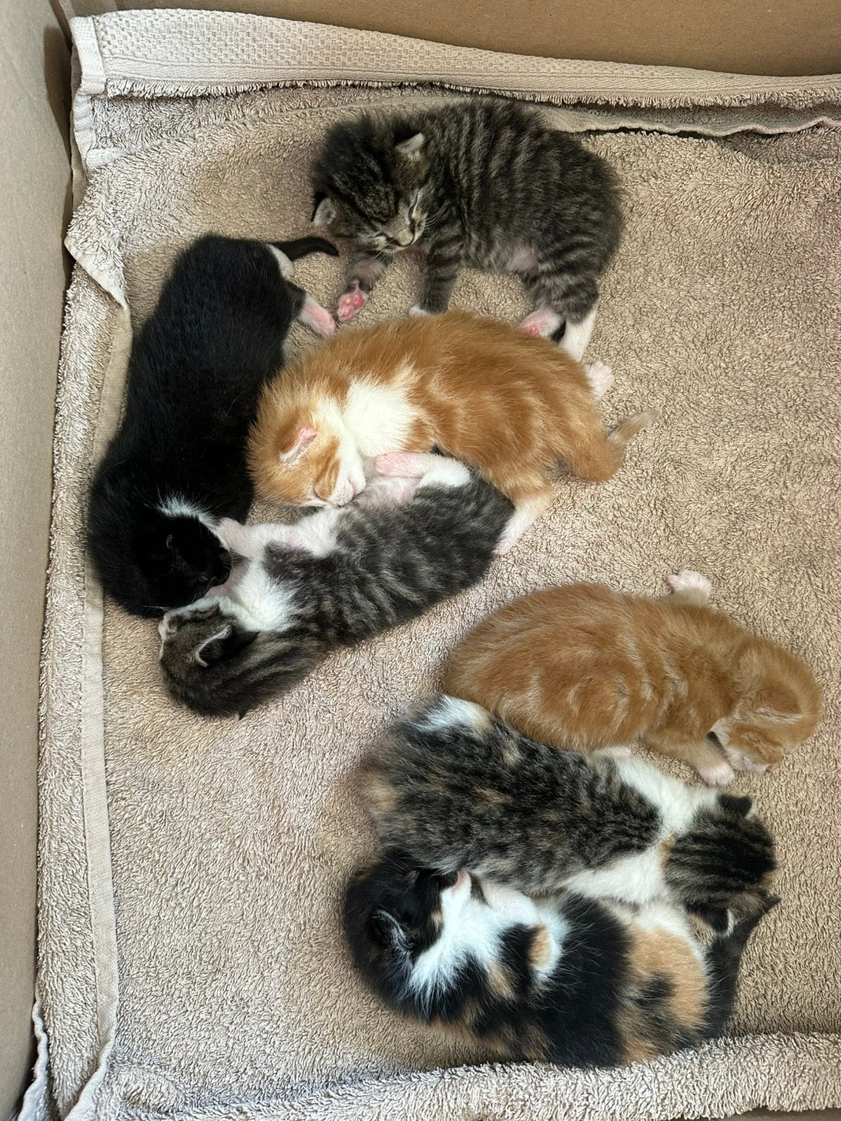 Super lieve  kittens te koop, Meerdere dieren, 0 tot 2 jaar