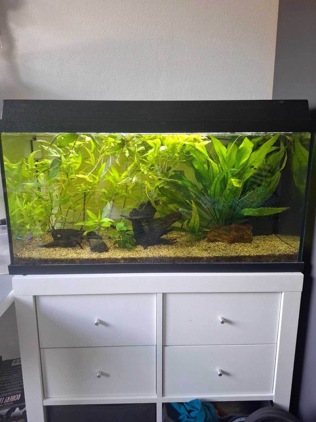 aquarium met filter en planten, Ophalen, Inclusief planten, Zo goed als nieuw, Gevuld zoetwateraquarium