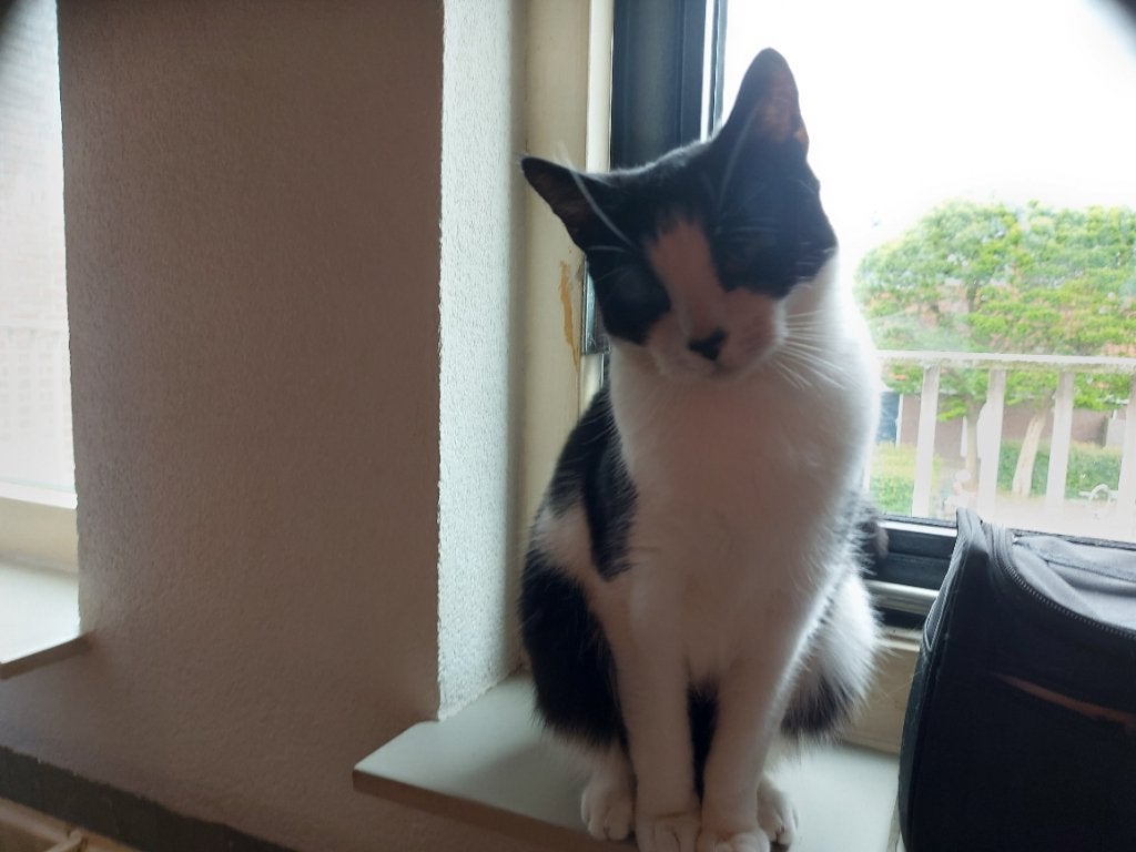 Katten, Kater, Kortharig, 3 tot 5 jaar