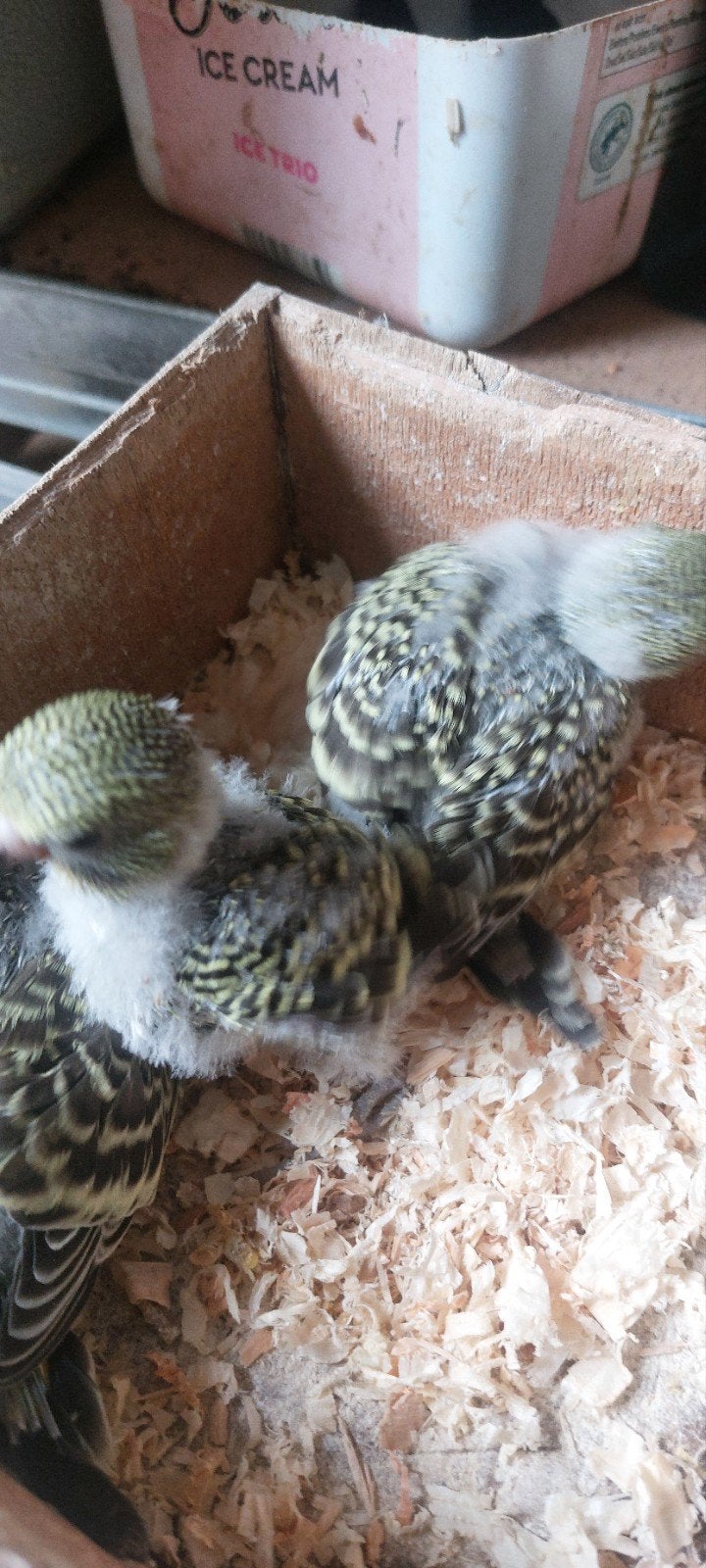 ENGELISE PARKIETEN BABYS TAM TE MAKEN, Meerdere dieren, Parkiet, Tam