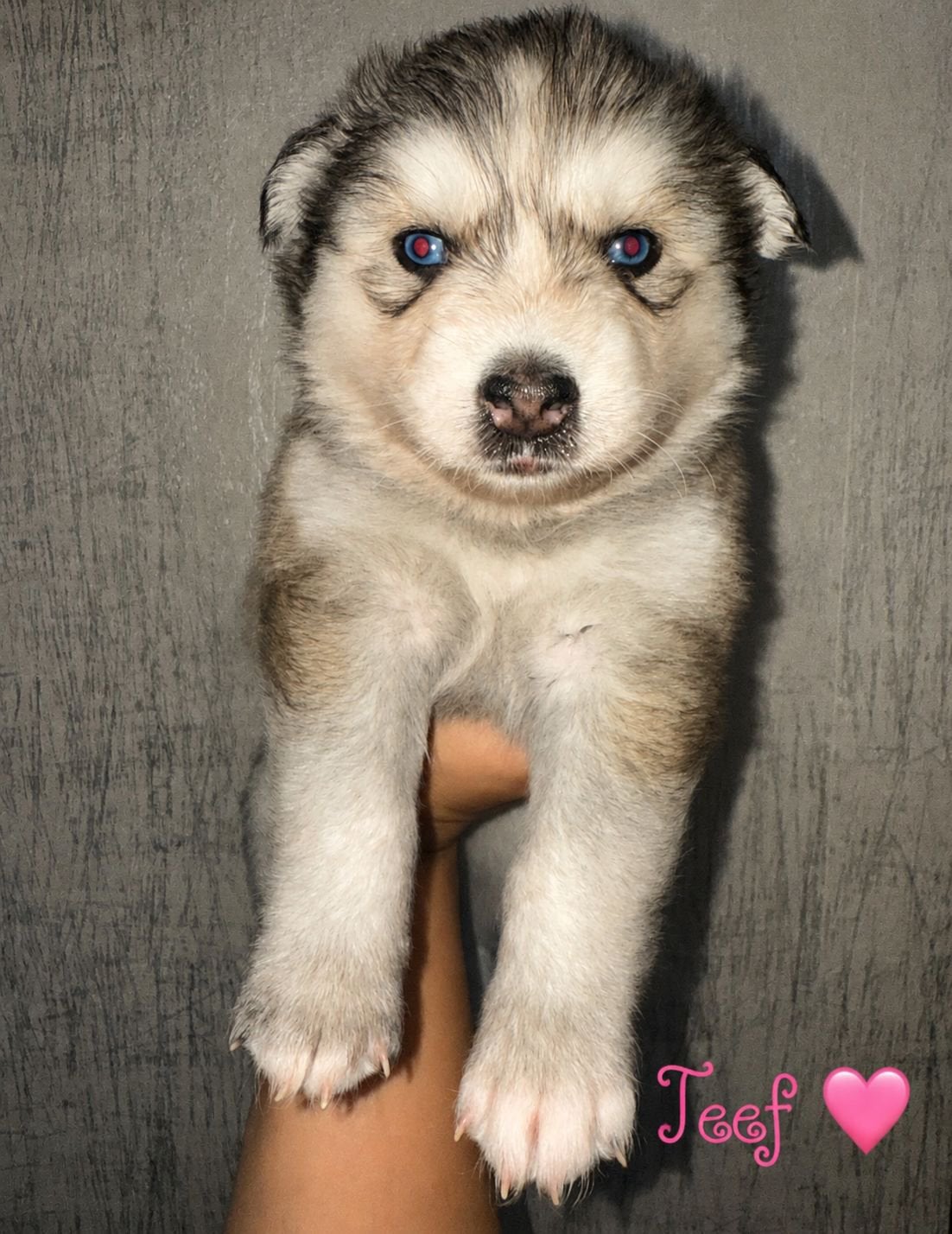Pomsky's puppy's te koop, Dieren en Toebehoren, Parvo, 8 tot 15 weken, Meerdere, Meerdere dieren