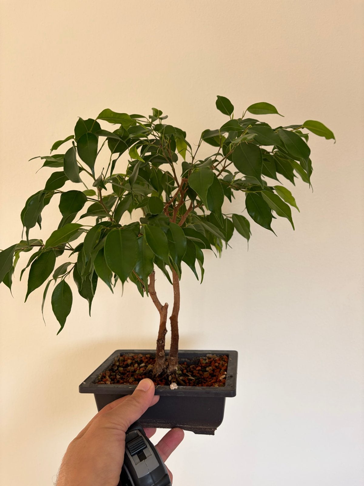 Bonsai Ficus Benjamina - Elegante Kamerplant, Ophalen, Halfschaduw, In pot, Minder dan 100 cm