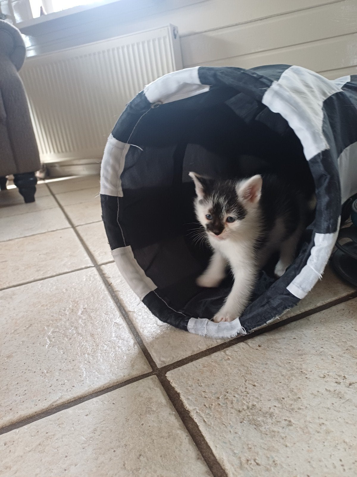 5 lieve kittens te koop