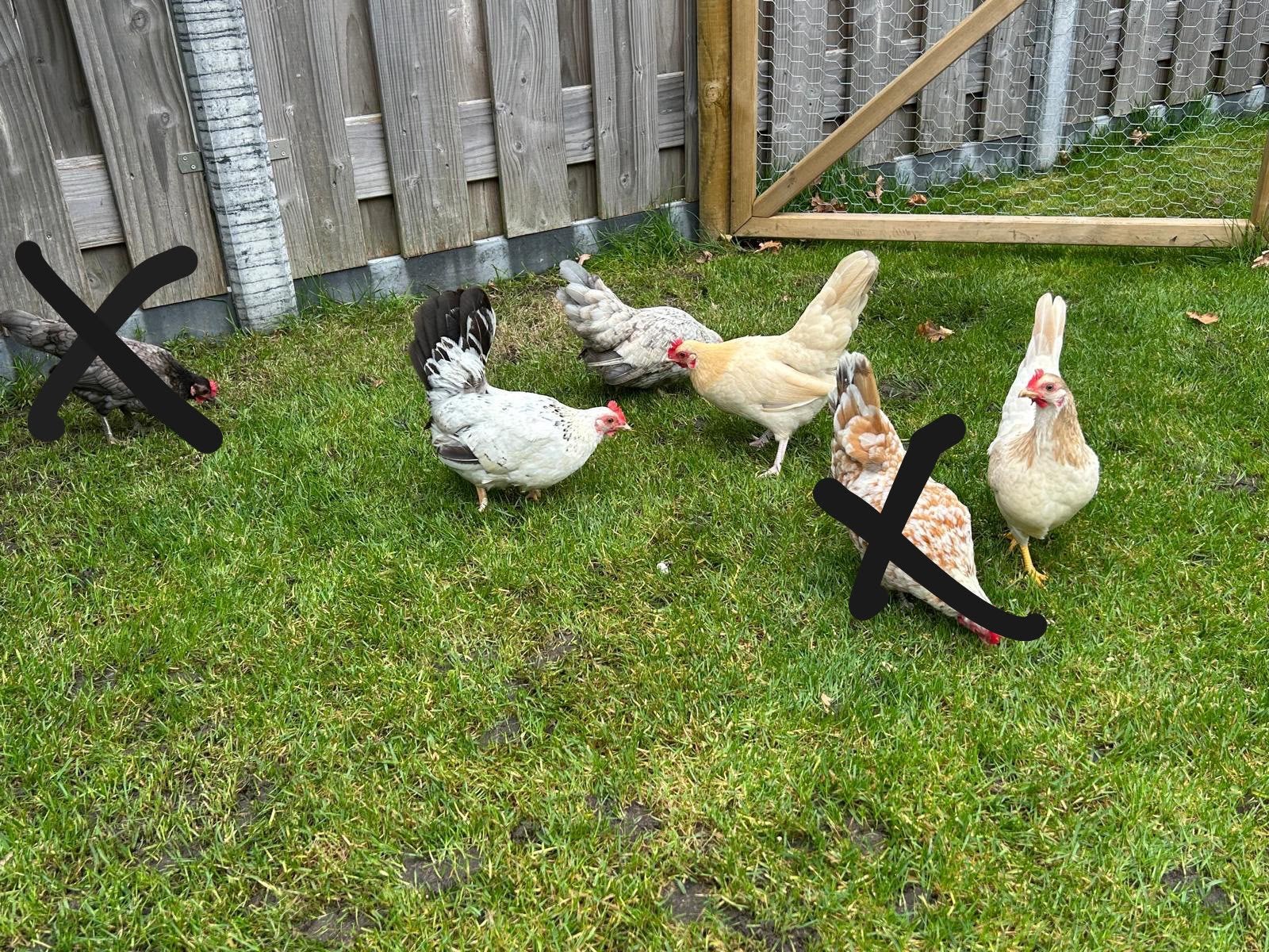 4 serama hennen te koop!, Dieren en Toebehoren, Vrouwelijk, Kip