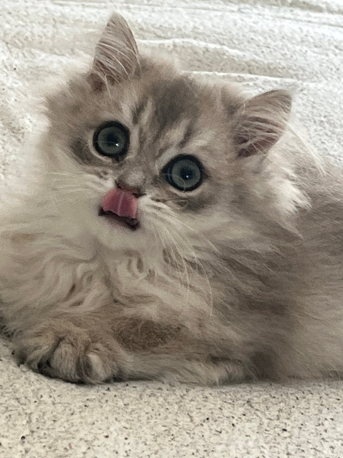 Britse langhaar/korthaar kittens met stamboom, Dieren en Toebehoren, Katten en Kittens | Raskatten | Langhaar