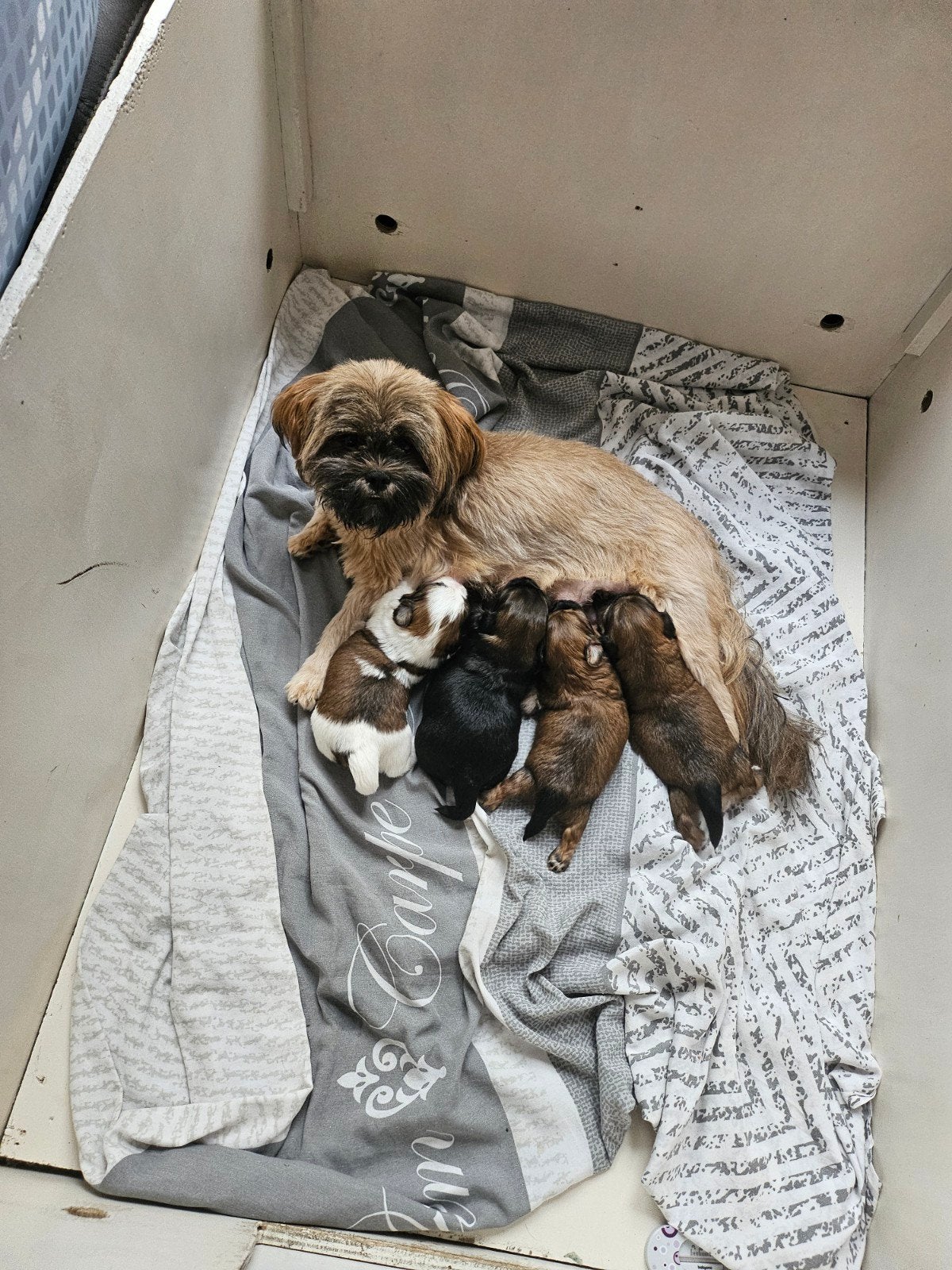 boomer pups, Dieren en Toebehoren, Honden | Niet-rashonden, 8 tot 15 weken, Meerdere, Meerdere dieren, Klein