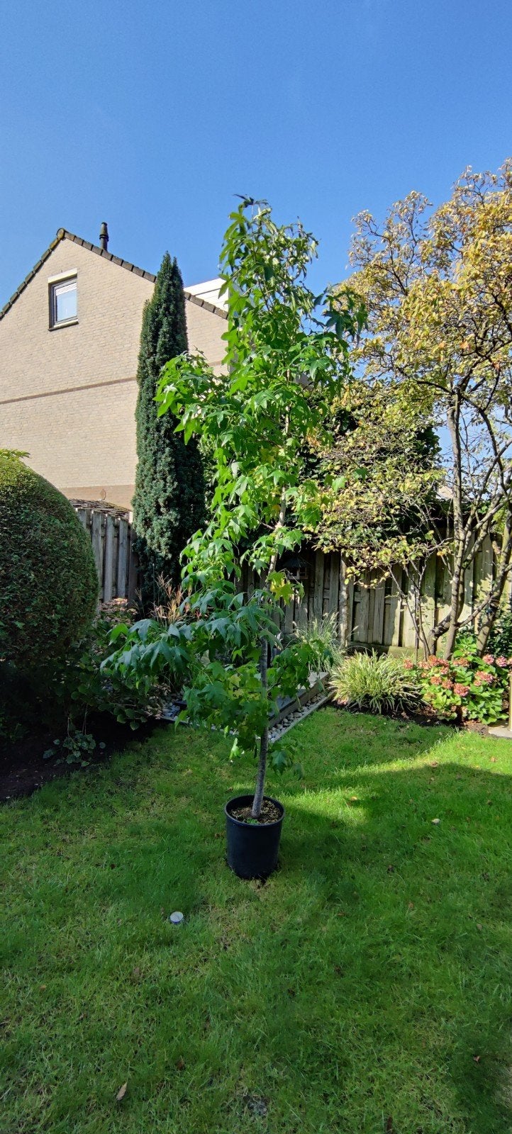 Jonge Amberboom (Liquidambar styraciflua) 'Worplesdon' in po, Tuin en Terras, Bloeit niet, Overige soorten, 250 tot 400 cm, Ophalen