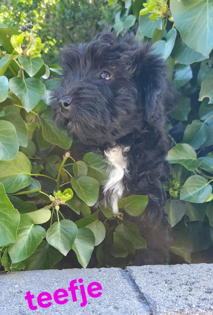💙🩷 mooie kleine doodl pups mogen verhuizen 💙🩷, Dieren en Toebehoren, Parvo, Overige rassen, 8 tot 15 weken, Meerdere