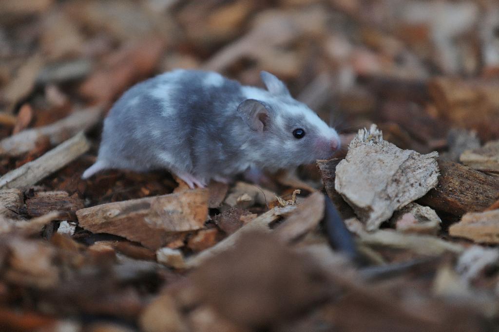 Syrische hamsters / jonge goudhamsters, Dieren en Toebehoren, Knaagdieren, Hamster, Februari, Meerdere dieren, Tam