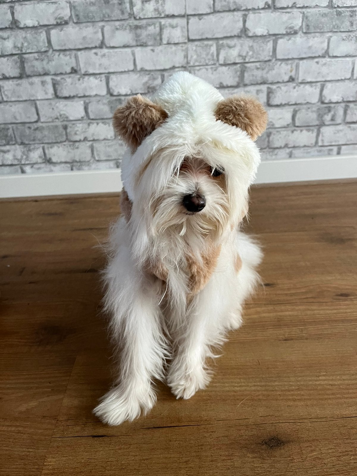 Pomeriaan Reu / 12 Mnd., 15 weken tot 1 jaar, Eén hond, CDV (hondenziekte), Nederland