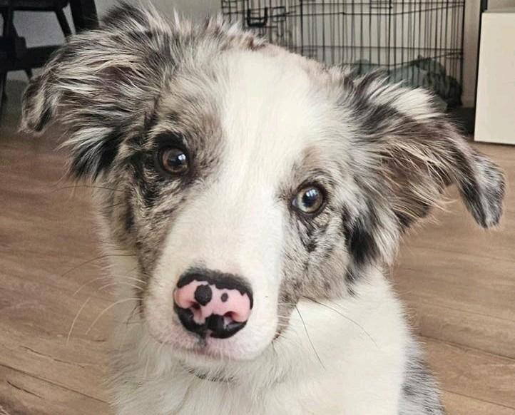 Border Collie Bleu Merl 6mnd, 15 weken tot 1 jaar, Reu, Collie, Parvo