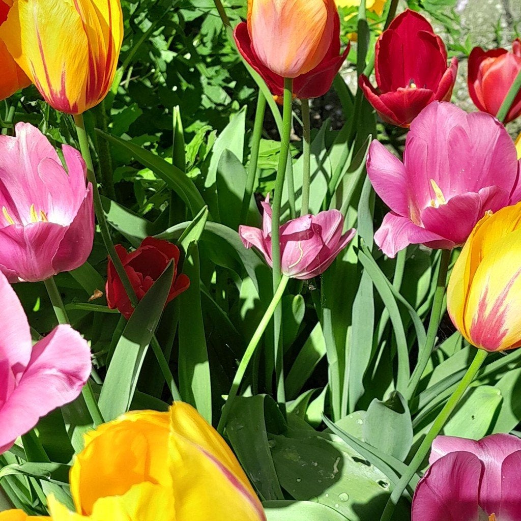 100 Tulpenbollen €15,-, Ophalen of Verzenden, Najaar, Volle zon, Bloembol