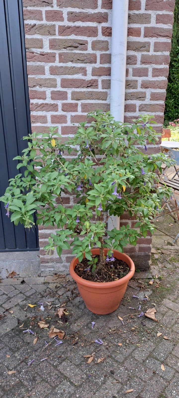 Australië Jasmijn (Acnistus australis)., Vaste plant, Halfschaduw, Lente, Ophalen