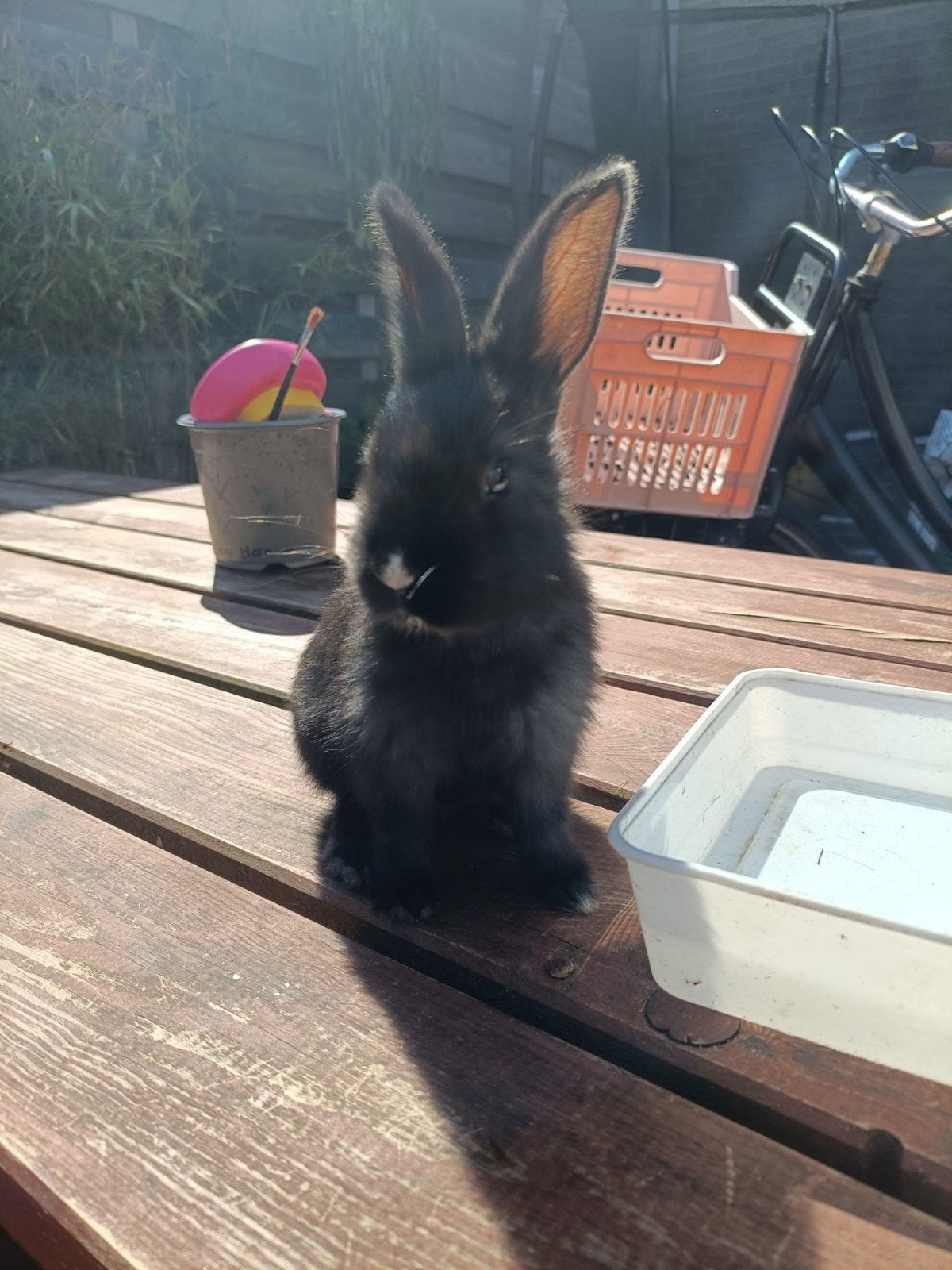 2 leuke tamme zwarte konijntjes, Meerdere dieren
