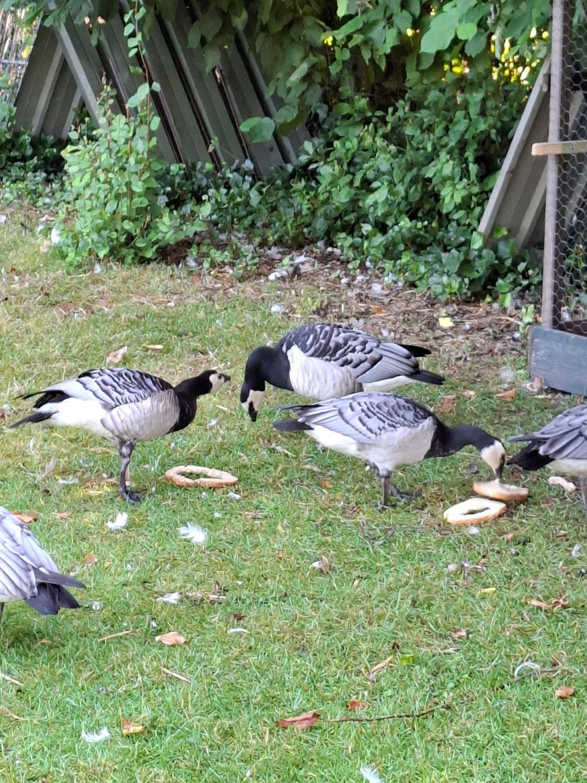 prachtige Brand ganzen  2026, Meerdere dieren, Gans of Zwaan