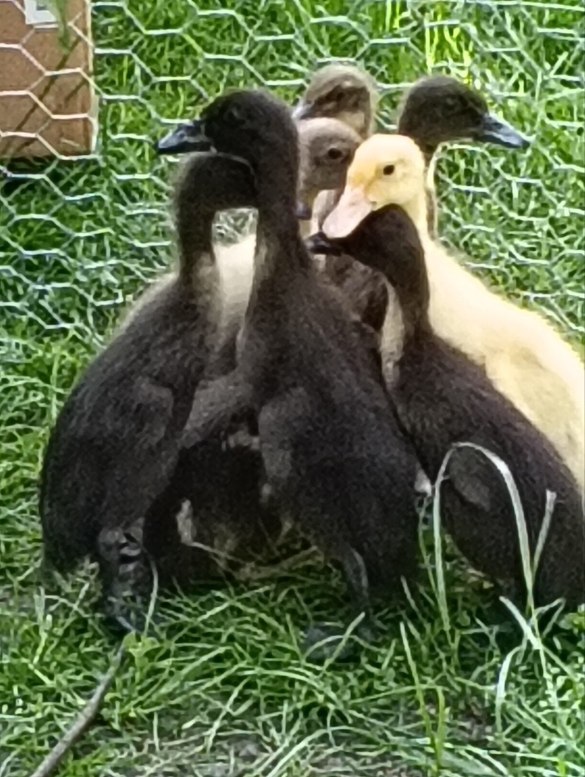 Loopeenden, Meerdere dieren, Eend