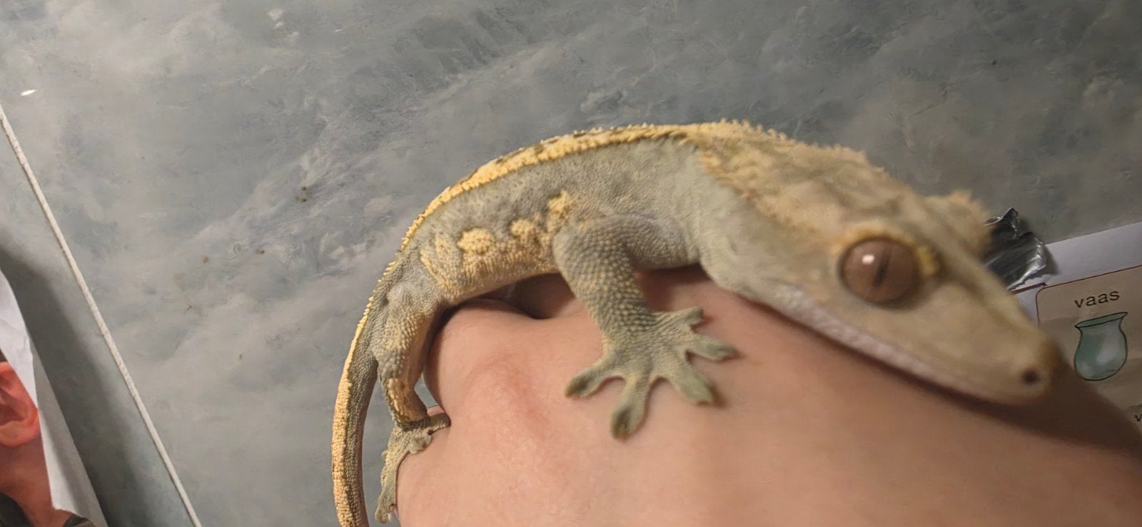 Wimper Gecko ( Crested Gecko) mannetje Crested Gecko photo 2