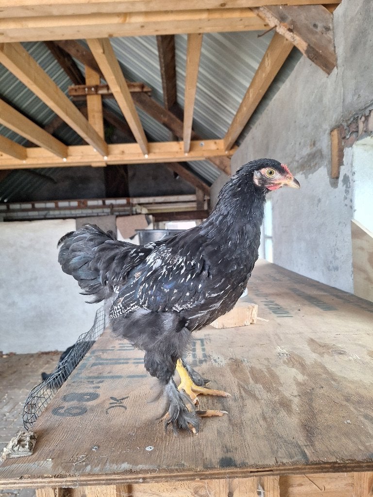 Brahma/barnevelder zilvergezoomde kuikens (aug 26), Dieren en Toebehoren, Geslacht onbekend, Kip
