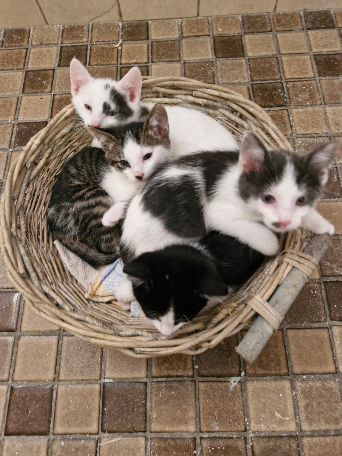 kittens kitten poes kater zoeken huisje, Dieren en Toebehoren, Katten en Kittens | Overige Katten, Meerdere dieren, 0 tot 2 jaar