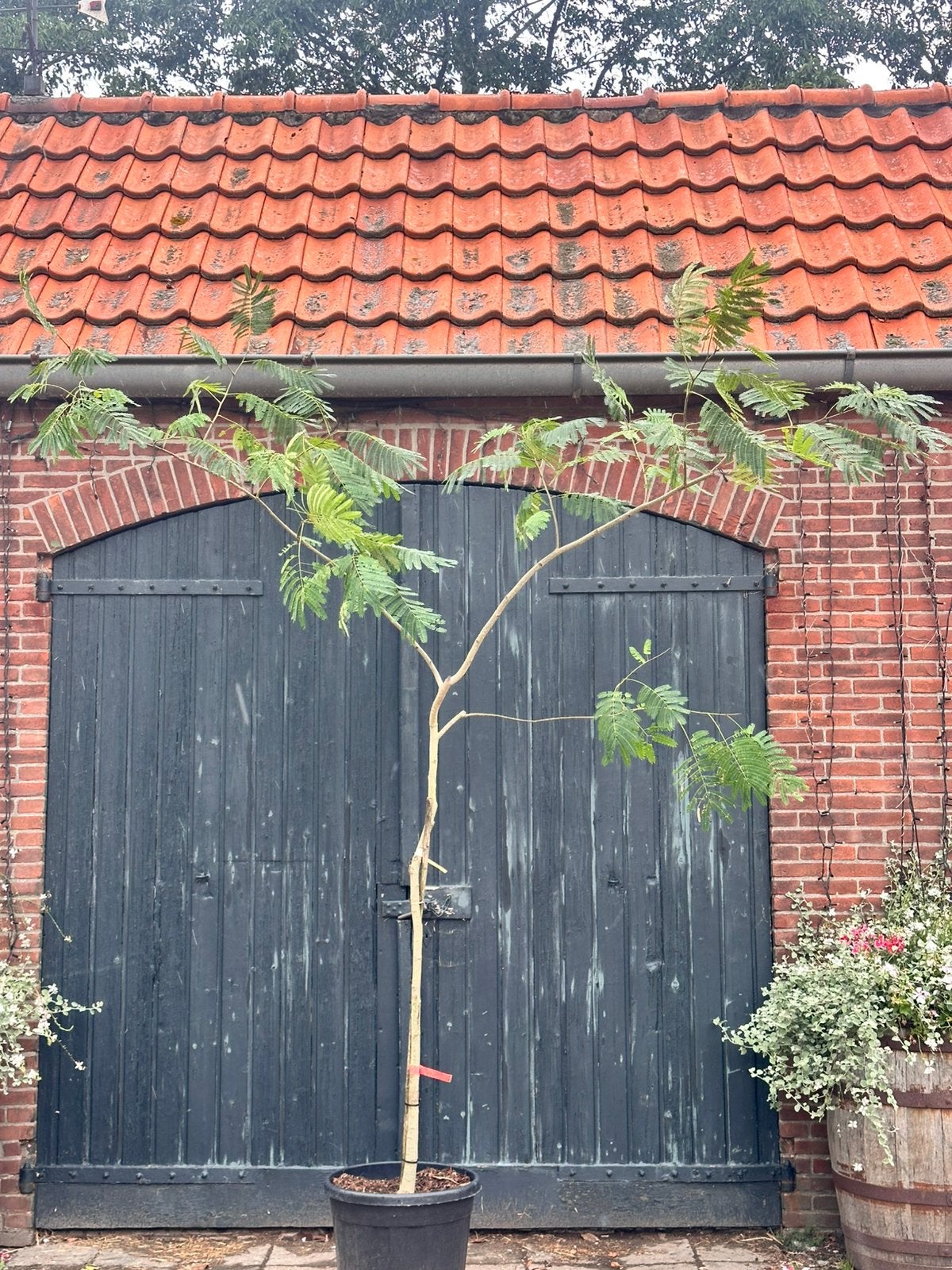 Albizia julibrissin ombrella ‘boubri’ (perzische slaapboom), Ophalen, Zomer, Volle zon, Overige soorten