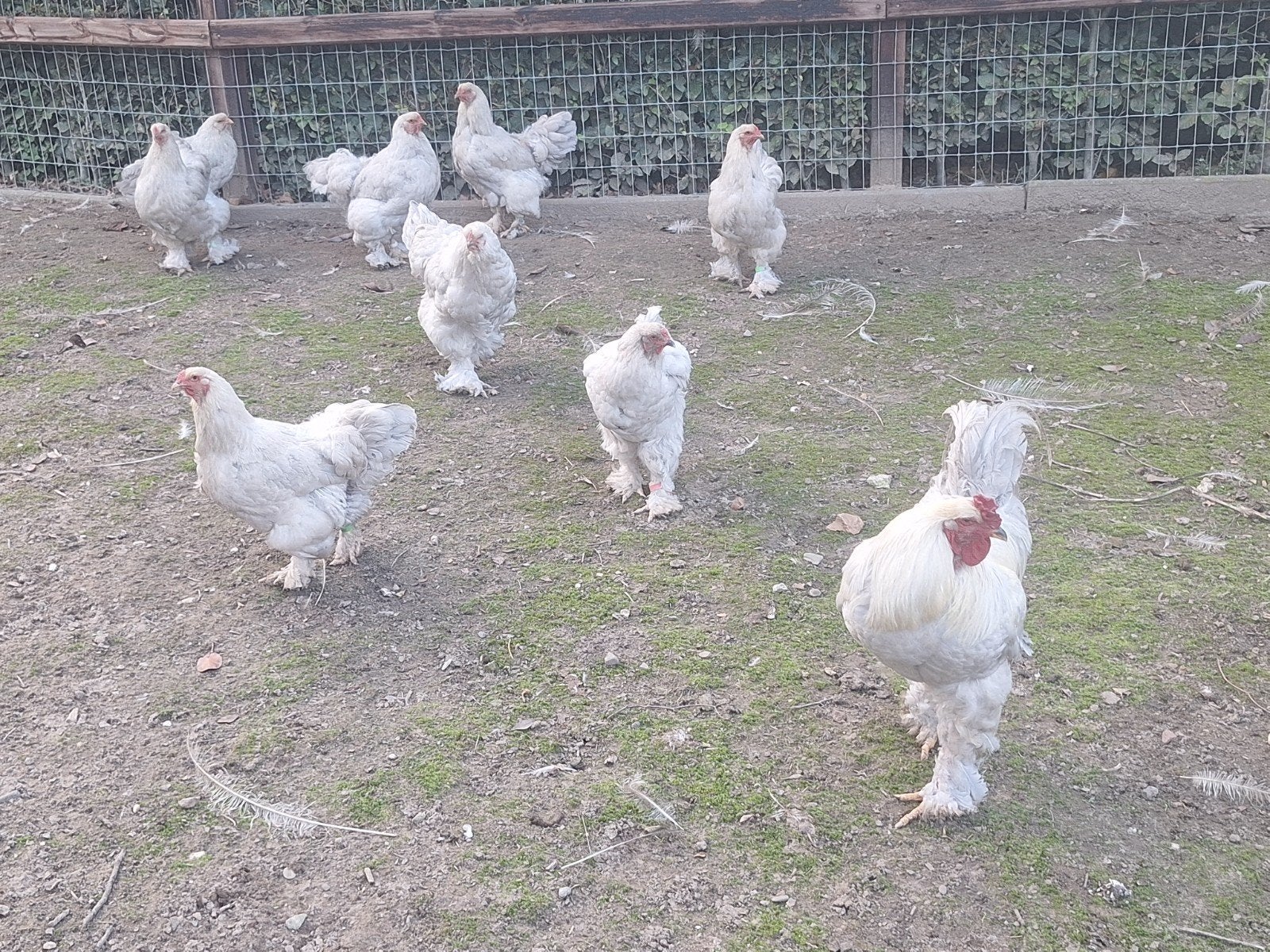 Te koop mooie brahma's isabel, Dieren en Toebehoren, Meerdere dieren, Kip