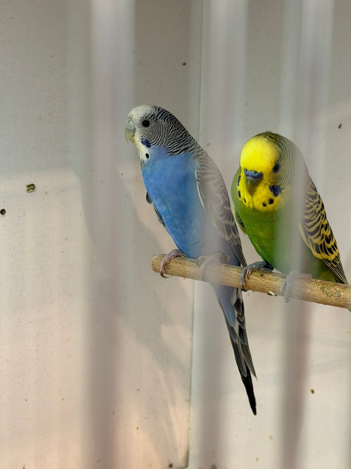 Koppel grasparkieten, Meerdere dieren, Parkiet