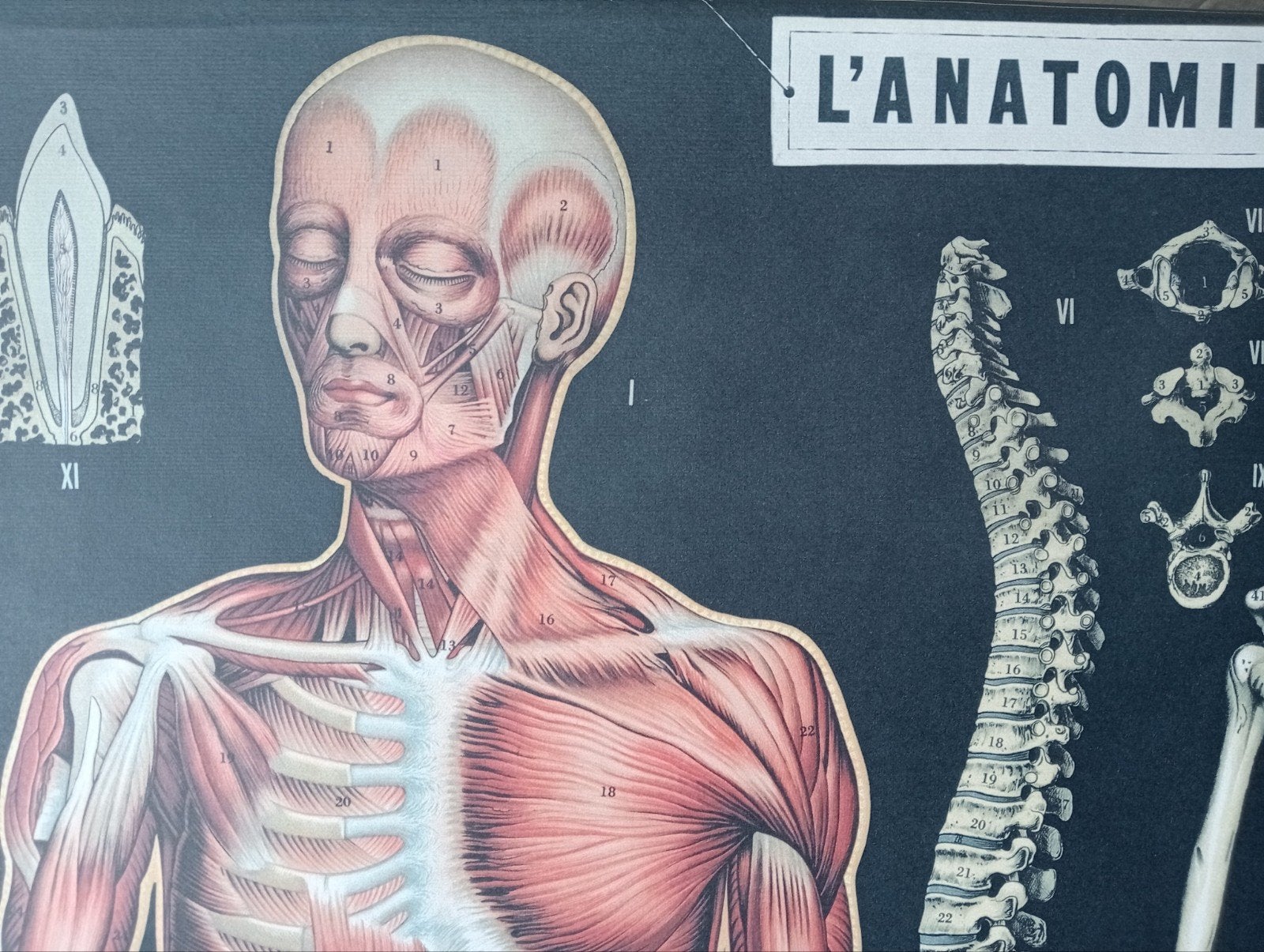 poster Medische Affiche anatomie Skelet, Verzenden, Zo goed als nieuw, A1 t/m A3, Film en Tv