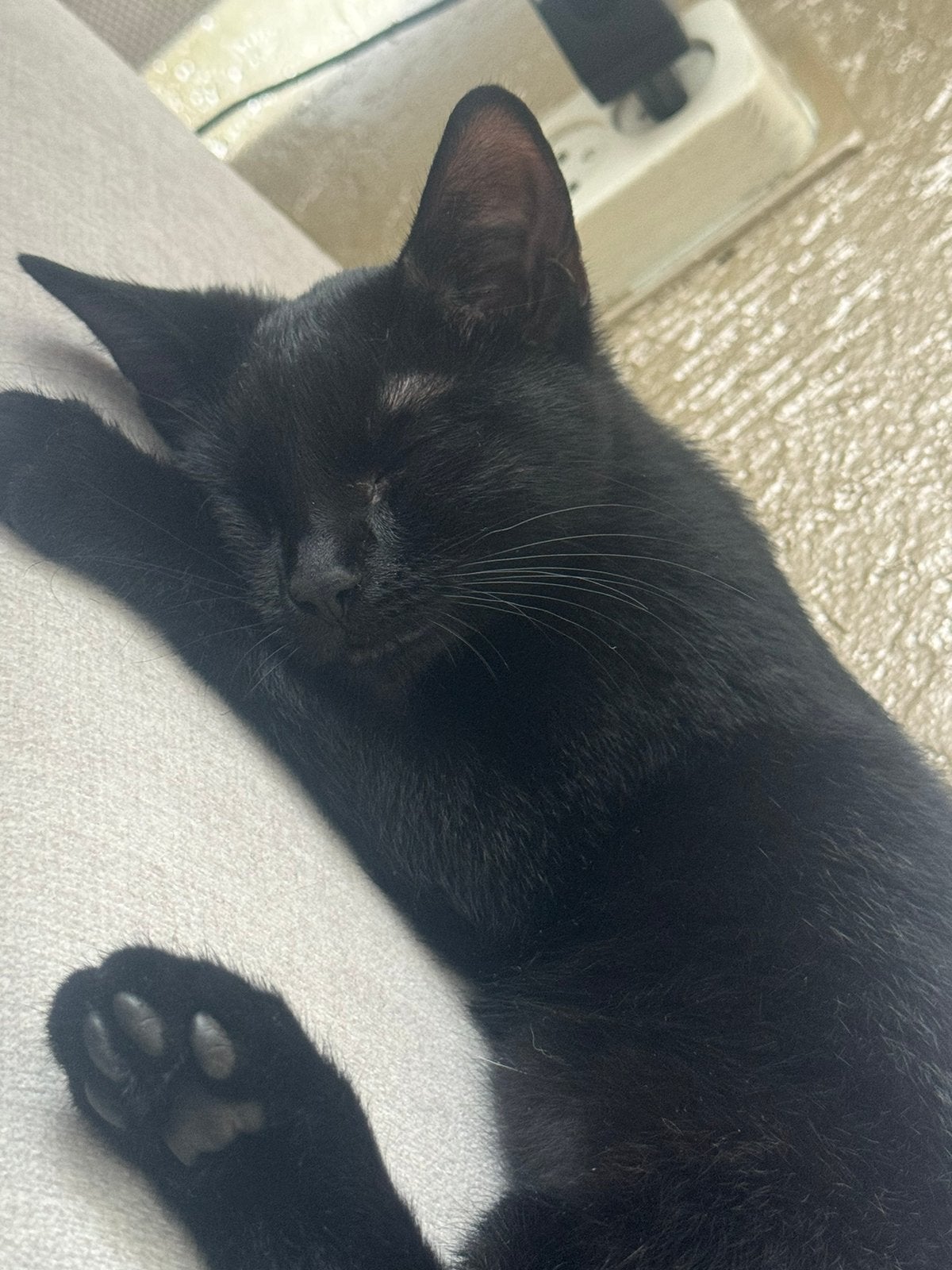 Sebo, Poes, Kortharig, 0 tot 2 jaar