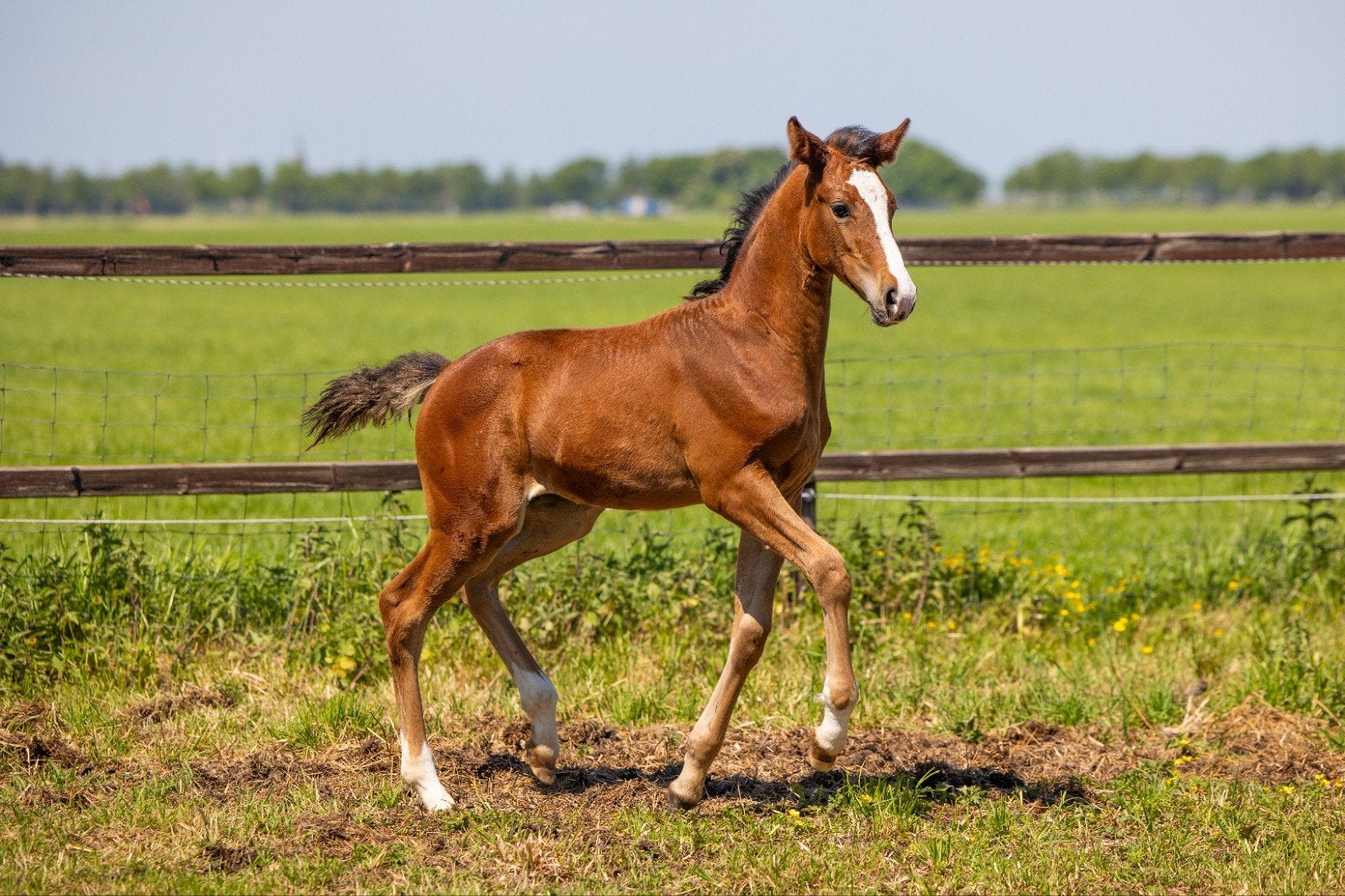 Zeer knap merrieveulen van 'N so next level × Obelisk, Dieren en Toebehoren, Paarden, Merrie, Met stamboom, Niet van toepassing