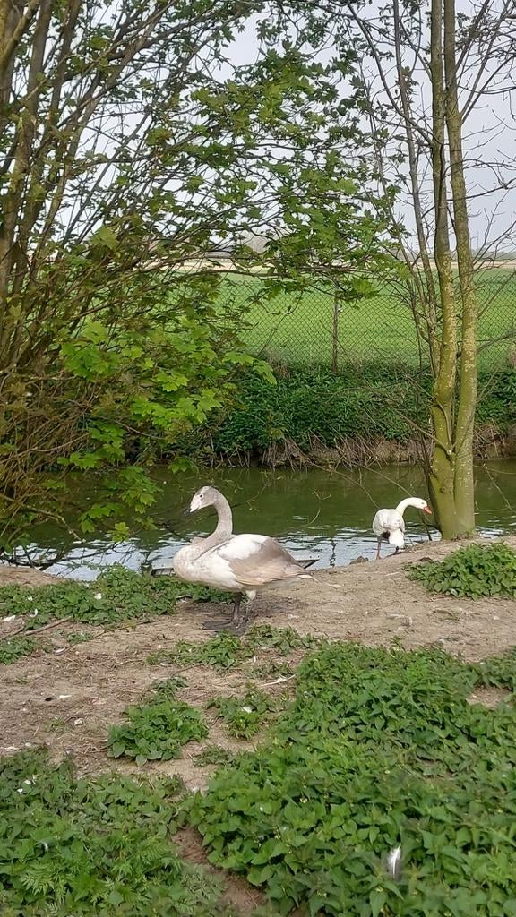 Whooper zwaan man, Dieren en Toebehoren, Mannelijk, Gans of Zwaan