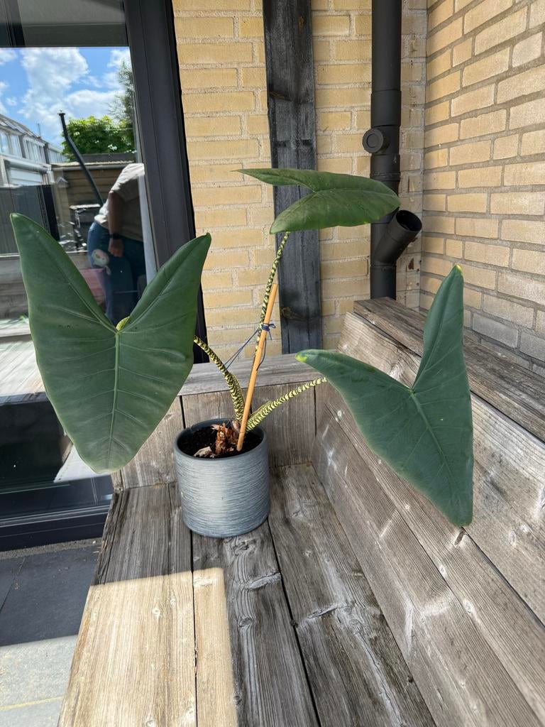 Alocasia Zebrina - Grote kamerplant in pot, Ophalen, 100 tot 150 cm, Overige soorten, Halfschaduw