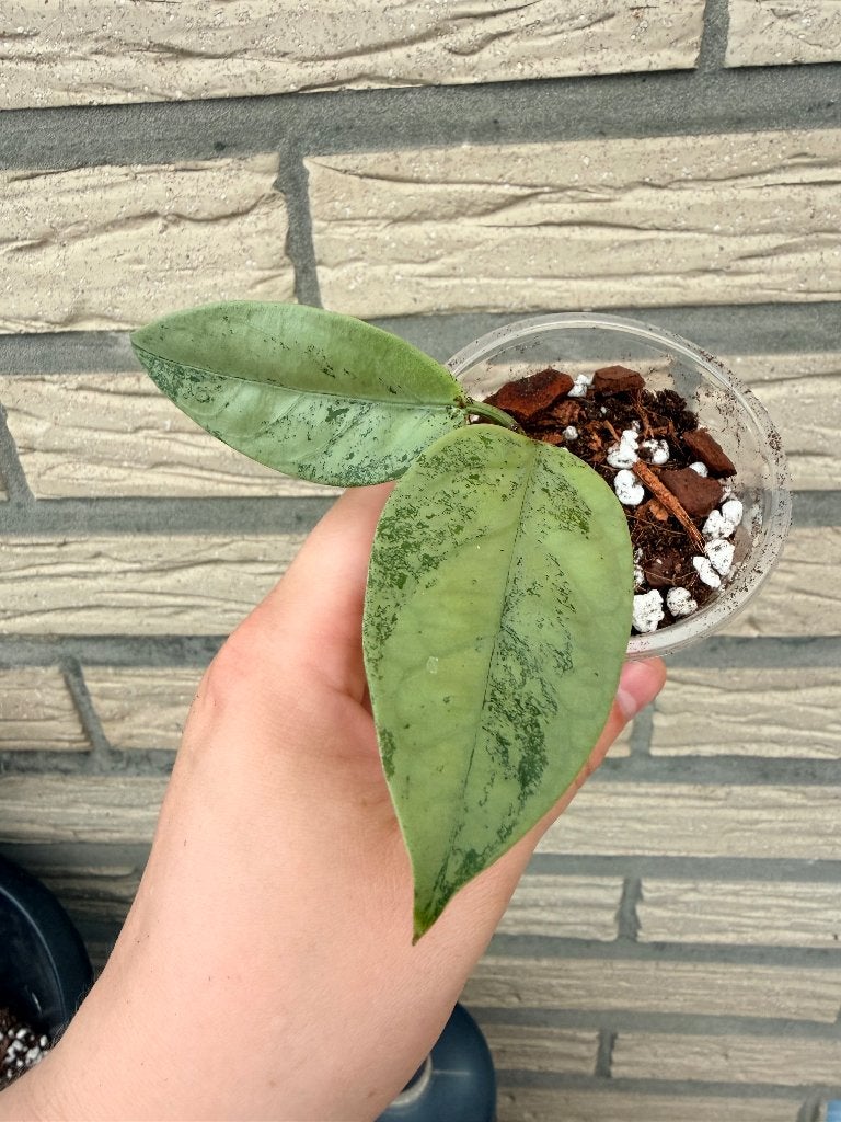 Hoya coriacea silver, Huis en Inrichting, Verzenden, Halfschaduw, Minder dan 100 cm