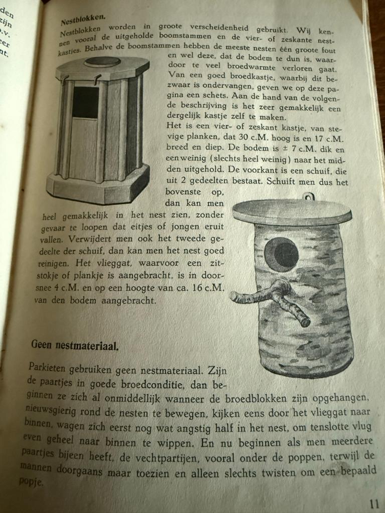 Parkieten, Meerdere dieren, Parkiet