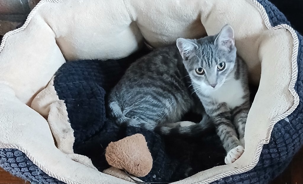 Lieve kitten blauw cyperse, Poes, Kortharig, 0 tot 2 jaar