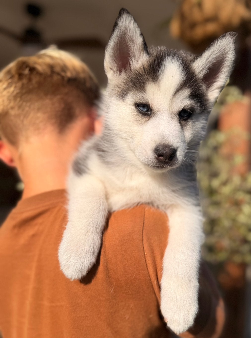 Nog een F2 pomsky puppy met blauwe ogen 🩷, Parvo, 8 tot 15 weken, Meerdere, Meerdere dieren