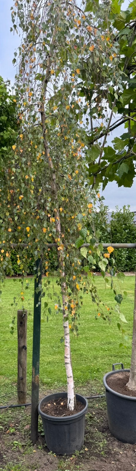Treur berk ,witte stam, Tuin en Terras, Bloeit niet, 100 tot 250 cm, Olijfboom, Ophalen