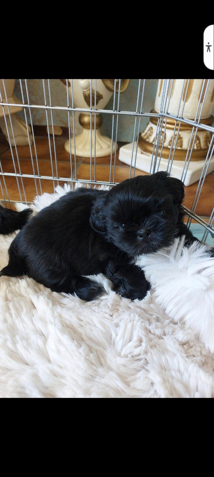 Uit deze geweldige combinatie zijn 5 pups geboren, Parvo, Overige rassen, 8 tot 15 weken, Meerdere