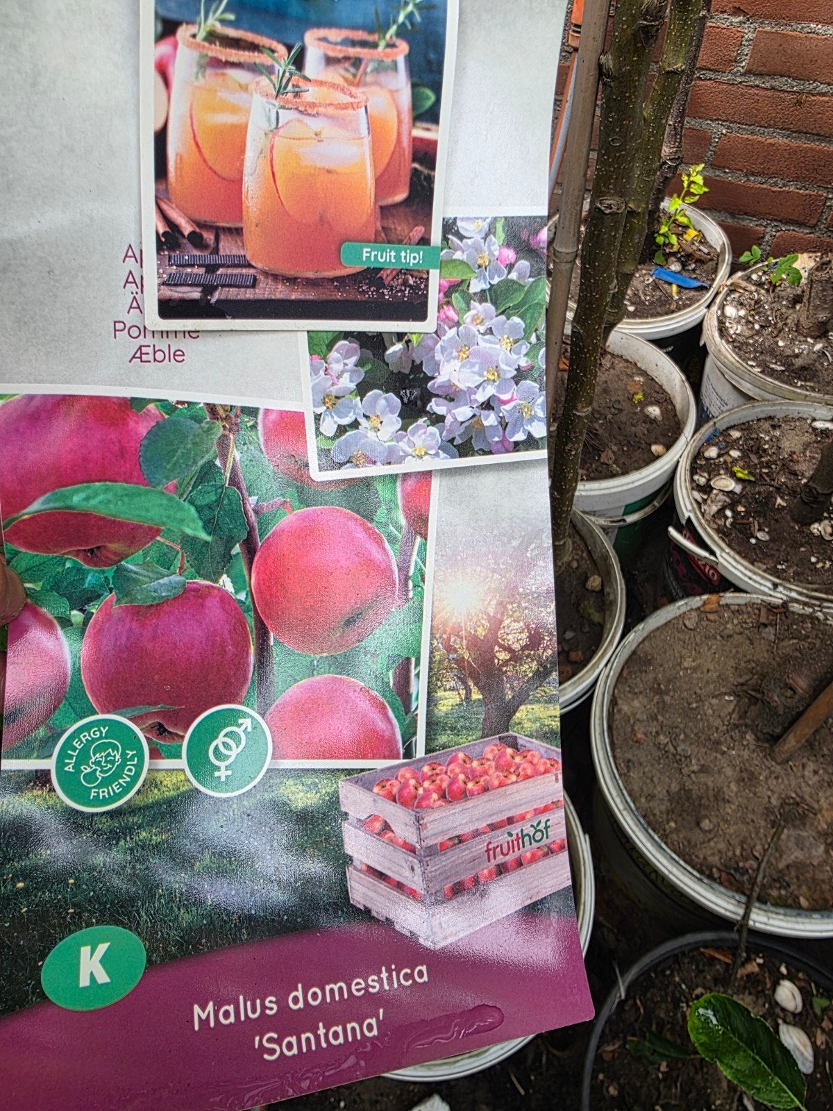 Appelboom 'Santana' in pot - Allergievriendelijk, Ophalen, In pot, Lente