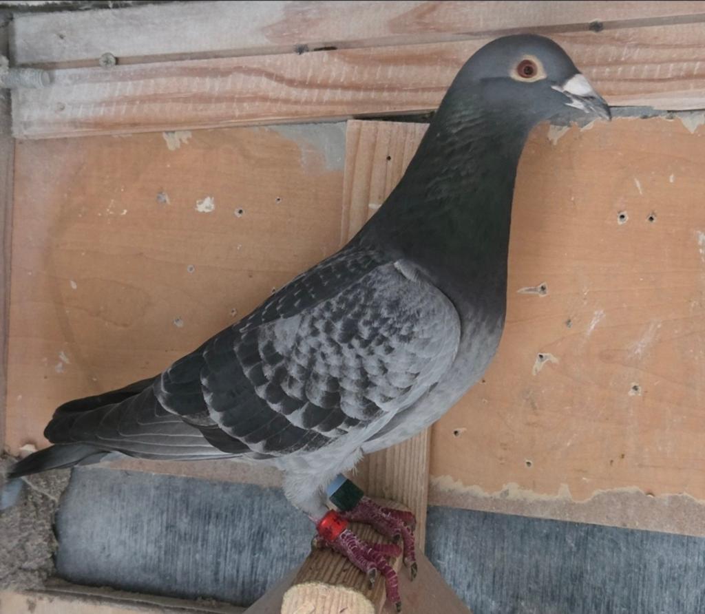 Koppel schali's, Dieren en Toebehoren, Meerdere dieren, Postduif